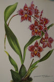 Lindenia Limited Edition Print: Odontoglossum x Adrianae L Lind Var Argus (White with Speckled Magenta) Orchid Collectible (B5)