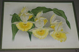 Lindenia Limited Edition Print: Catasetum Macrocarpum Var Lindeni (Yellow and Magenta)  Orchid Collector Art (B3)