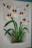 Lindenia Limited Edition Print: Miltonia Vexillaria Var Superba (Pink and Magenta) Orchid Collector Art (B2) .