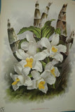 Lindenia Limited edition Print: Cirrhopetalum Amesianum (White and Fushia) Orchid Collectible (B3)