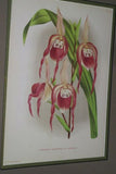 Lindenia Limited Edition Print: Paphiopedilum Cypripedium Praestans Var Kimballianum, Lady Slipper (Multi-color) Orchid Collector Art (B2)