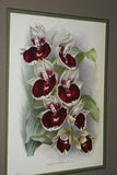 Lindenia Limited Edition Print: Catasetum Splendens Var Alicia (White and Magenta) Orchid Collector Art (B3)