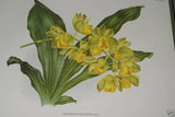 Lindenia Limited Edition Print: Catasetum Bungerothi Var Aureum (Yellow) Orchid Collector Art (B1)