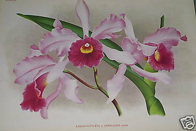 Lindenia Limited Edition Print: Laeliocattleya Laelia x Arnoldiana (Fushia) Orchid Collector Art (B2)