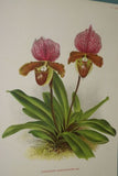 Lindenia Limited Edition Print: Paphiopedilum, Cypripedium x Bragaianum Lady Slipper (Multi-color) Orchid Collector Art (B2)Art