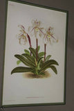 2 Lindenia Limited Edition Prints: Paphiopedilum, Cypripedium x Miss Louisa Fowler and Paphio, Cypri x Leeanum Var Olivaceum, Lady Slipper Orchid Art (B5)