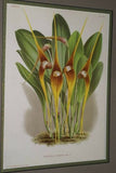 Lindenia Limited Edition Print: Masdevallia Shuttleworthi (Fushia and Yellow) Orchid Collectible Art (B2)