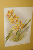 Lindenia Limited Edition Print: Odontoglossum x Troyanofskyanum L. Lind (Yellow, Sienna and White) Orchid Collector Art (B4)