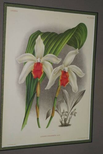 Lindenia Limited Edition Print: Lycaste Cinnabarina (White and Orange) Orchid Collectible Art (B3)