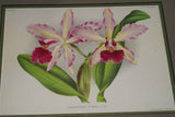 Lindenia Limited Edition Print: Laelia Praestans Orchid (White and Purple) Collectible Designer Art (B5)