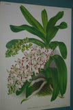 Lindenia Limited Edition Print: Aerides Fieldingi Vanda Family (Pink and White) Orchid Collector Art (B1)