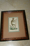 Authentic 1789 antique H.C lithograph monkey, ape, pig-tail. 18 C. naturalist’s pocket magazine: complete cabinet of the curiosities & beauties of nature, Harrison Cluse, Professionally framed in hand painted signed custom frame, 2 acid free mats