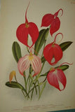 Lindenia Limited Edition Print: Masdevallia Harryana (Fushia/Red) Orchid, AOS, Art (B3)