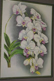 Lindenia Limited Edition Print: Dendrobium Nobile Var Cooksonianum (Pink and Magenta) Orchid Collector Art (B3)