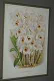 Lindenia  Limited Edition Print: Dendrobium Purpureum Candidulum (White) Orchid Collector Art (B1)