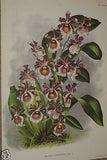 Lindenia Limited Edition Print: Miltonia Blunti Var Lubbersiana (Magenta, Yellow and White)  Orchid Collector Art (B2)