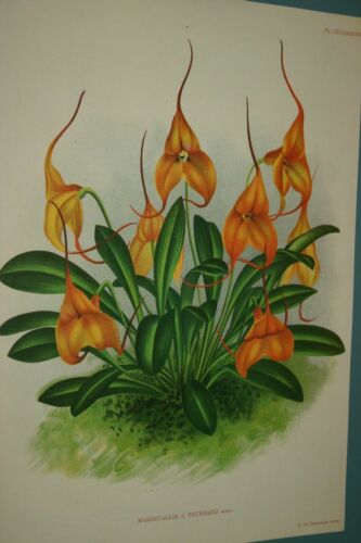 Lindenia Limited Edition Print: Masdevallia Pourbaixi (Orange and Yellow) Orchid collectible Art (B3)