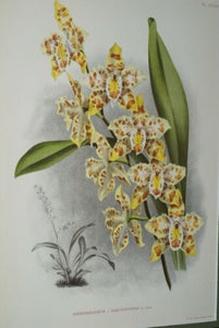 Lindenia Limited Edition Print: Odontoglossum x Harvengtense L Lind (Yellow and Sienna) Orchid Collector Art (B4)