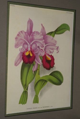 Lindenia Limited Edition Print: Cattleya Trianae Var Triumphans (Pink with Magenta and Yellow Center) Orchid Collector Art. (B5)