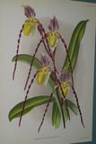 Lindenia Limited Edition Print: Selenipedium x Calurum Nicholson (Magenta) Orchid Collector Art (B2)