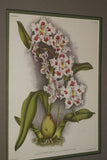 Lindenia Limited Edition Print: Odontoglossum Crispum Ldl Var Tigrinum L Lind (White, Red and Yellow) Orchid Collector Art (B5).