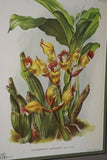 Lindenia Limited Edition Print: Zygopetalum Grandiflorum (Multi-colored) Orchid Collector Art (B3)