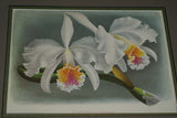 Lindenia Limited Edition Print: Cattleya Mossiae Var Wambekeana (Pink with Fushia and Yellow Center) Orchid Collector Art (B3)