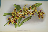 Lindenia Limited Edition Print: Odontoglossum Crispum Var Memoria Bulli (White, Red and Yellow) Orchid Collector Art (B5)