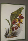 Lindenia Limited Edition Print: Catasetum Splendens Var Alicia (White and Magenta) Orchid Collector Art (B3)