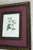 Hand Painted Frame Limited Edition Redoute Hibiscus Althea Print Wall Decor RE3