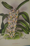 Lindenia Limited Edition Print: (Yellow and Sienna striped) Orchid Stauropsis Fasciata Benth Collectible Art (B5)