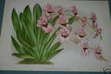 Lindenia Limited Edition Print: Miltonia Phalaenopsis Nicholson (White and Magenta) Orchid Collector Art (B3)