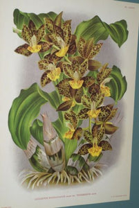 Lindenia Limited Edition Print: Catasetum Rodigasianum Var Tenebrosum Imperiale (Yellow and Speckled Sienna)  Orchid Collector Art (B3)