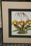Lindenia Limited Edition Print: Catasetum Lindeni (Yellow and Speckled Red) Orchid Collector Art (B3)