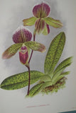 Lindenia Limited Edition Print: Paphiopedilum, Cypripedium Superbiens, Lady Slipper (Maroon) Orchid Collector Art (B2)