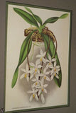 Lindenia Limited Edition Print: Aerides Quinquevulnerum Vanda Type (White and Pink) Orchid Collector Art  (B1)