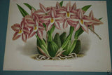 Lindenia Limited Edition Print: Cymbidium Parishi (White) Orchid Collector Art (B5)