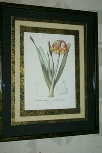 REDOUTE CYRTANTHUS KNYSNA LILY HAND PAINTED SIGNED FRAME 4x MATS FLOWER PRINT