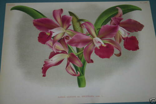 Lindenia Limited Edition Print: Laelia Elegans Var Houtteana (Fushia and White) Orchid Collectible Art (B1)