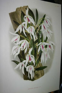 Lindenia Botanical Print Limited Edition: Leptotes, Bicolor White and Magenta, Orchid Collectible Art (B2)