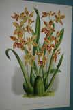 Lindenia Limited Edition Print: Odontoglossum Ruckerianum (White with Speckled Sienna and Yellow Center)  Orchid Collector Art (B1)