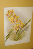 Lindenia Limited Edition Print: Odontoglossum Crispum Var Memoria Bulli (White, Red and Yellow) Orchid Collector Art (B5)