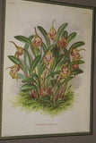 Lindenia Limited Edition Print: Mormodes Rolfeanum (Yellow and Red) Orchid Collector Art (B2)