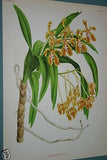 Lindenia Limited Edition Print: Vanda Tricolor Var Tenebrosa (Magenta, White and Yellow) Orchid Collector Art (B5)