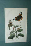 1795 ORIGINAL AUTHENTIC  ANTIQUE  SHAW & NODDER H.C HAND COLORED COPPERPLATE ENGRAVING BUTTERFLY ILLUSTRATION DRAWN & ENGRAVED BY RICHARD POLYDORE NODDER MATTED & FRAMED PROFESSIONALLY IN HAND PAINTED SIGNED FRAME