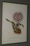 Lindenia Limited Edition Print: Odontoglossum Crispum Ldl Var Tigrinum L Lind (White, Red and Yellow) Orchid Collector Art (B5).