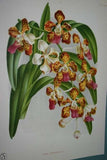 Lindenia Limited Edition Print: Vanda Tricolor Var Tenebrosa (Magenta, White and Yellow) Orchid Collector Art (B5)