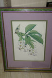 Lindenia Limited Edition Print: Odontoglossum Pescatorei Var Lindenianum (Pink and White) Orchid Collectible (B2)