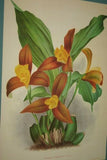 Lindenia Limited Edition Print: Lycaste Deppei Var Praestans (Yellow and Sienna) Orchid Art Collectible (B4)