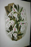 Lindenia Limited Edition Print: Coelogyne Cristata Var Alba (White) Orchid Collectible Art (B2)